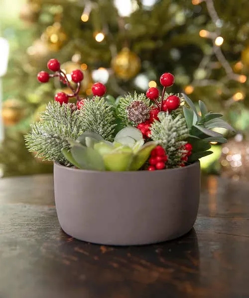 Home Accessories Tis The Season Succulent Red Joebrowns Homeware