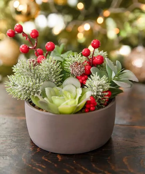 Home Accessories Tis The Season Succulent Red Joebrowns Homeware